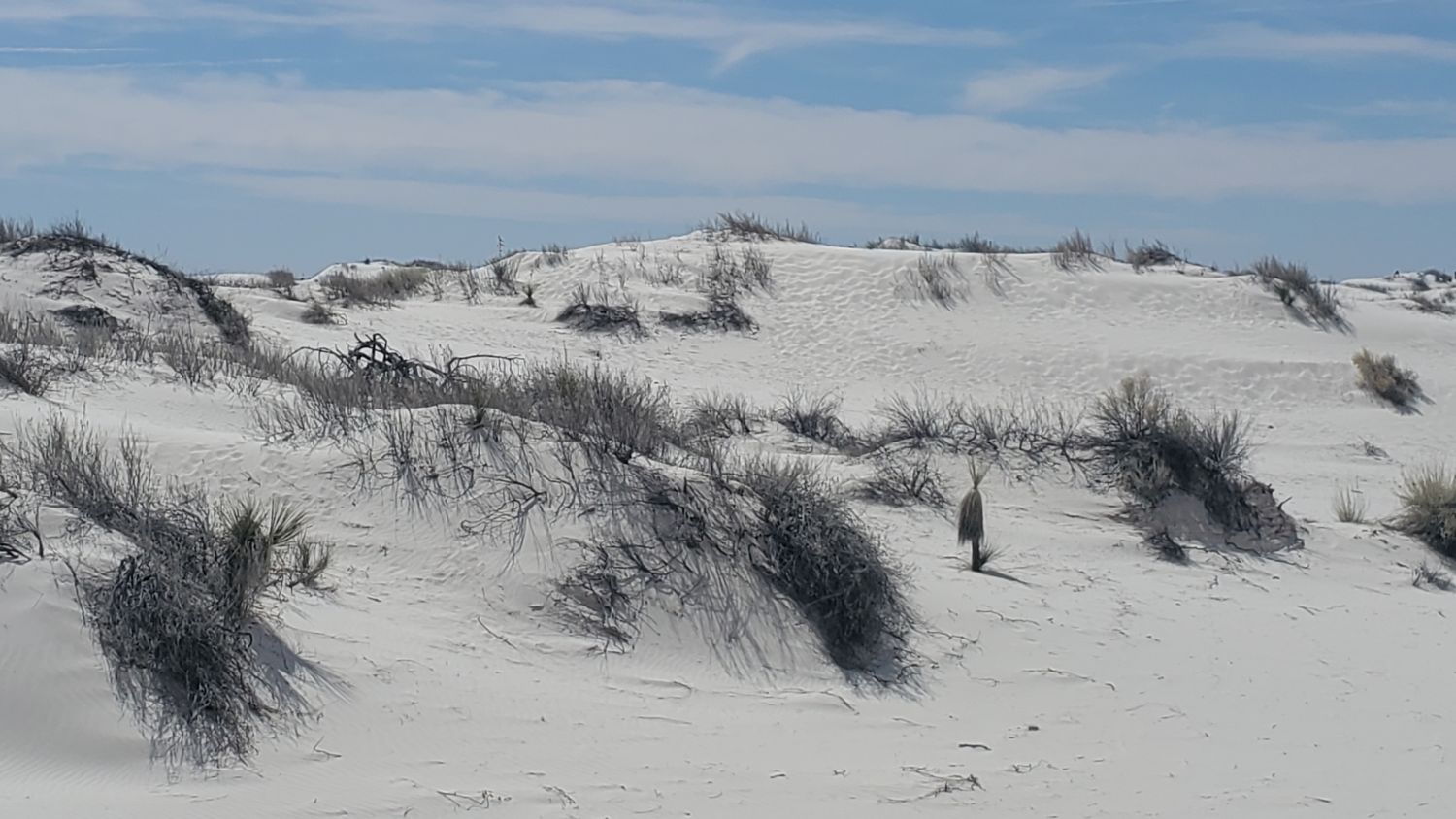 White Sands Playa and Dune Life Trails 